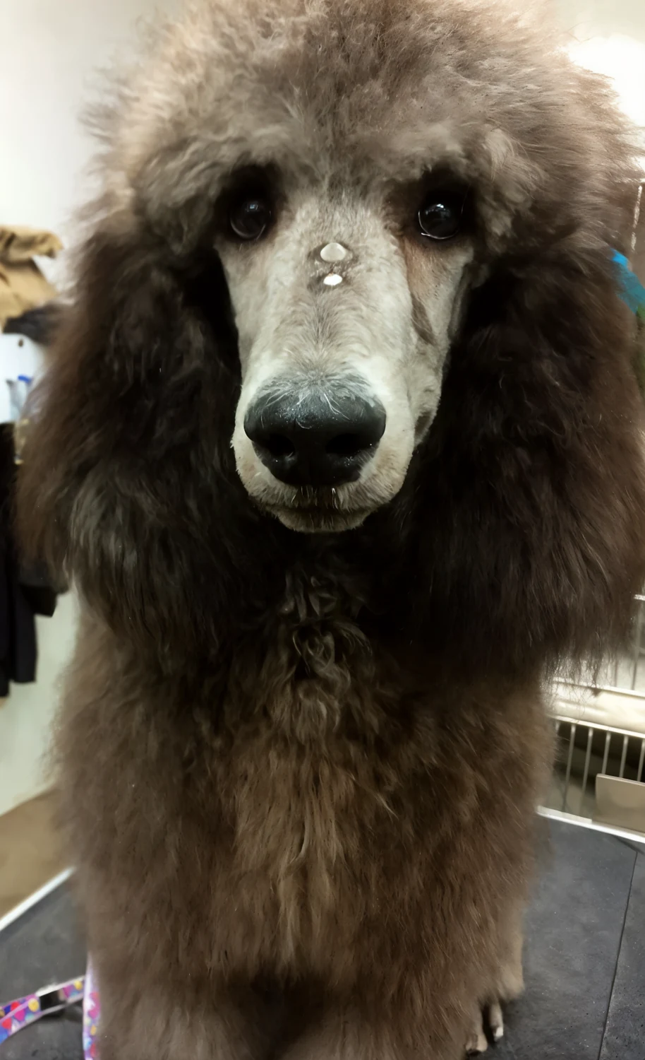 A silver standard poodle freshly groomed, photographed at BoneJour's Barrington salon.