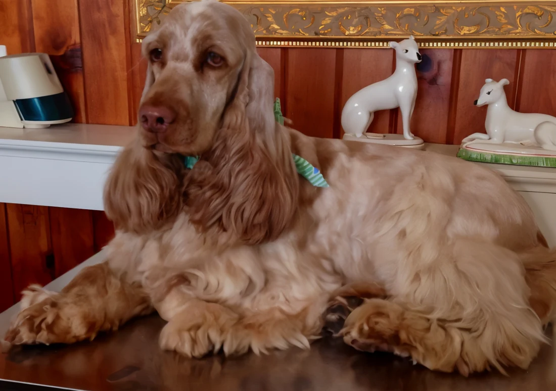 Cocker spaniel after a finishing groom at BoneJour.