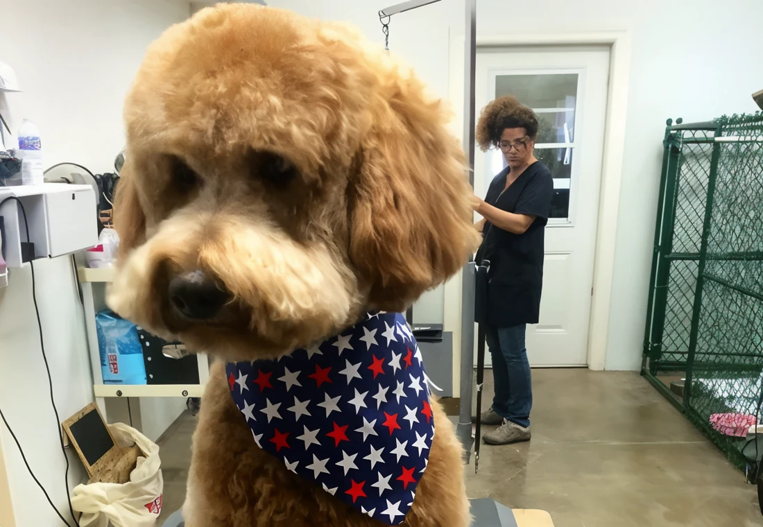 Goldendoodle with a stars-and-stripes bandana, freshly groomed at BoneJour.